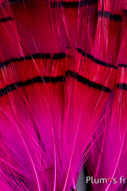 Faisan doré - 4-6 cm - orange doré-fuchsia